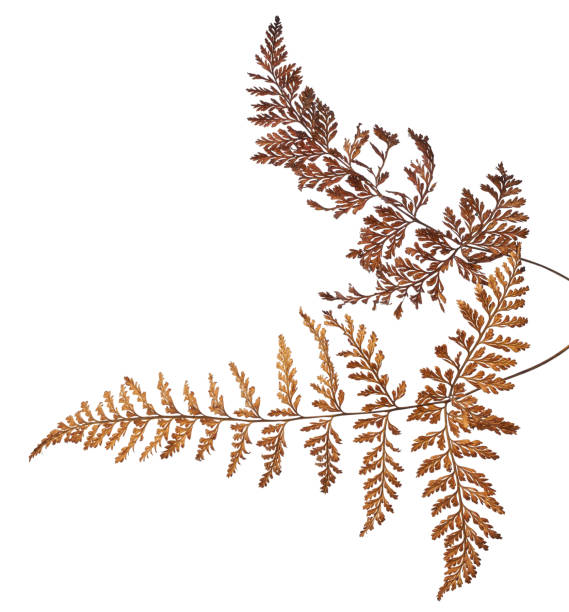 istock Fern leaf, Sear fern isolated on white background, with clipping path 1291191047
