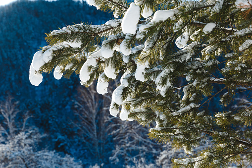 Green pine tree under a heavy snow in mountains in winter. Landscape