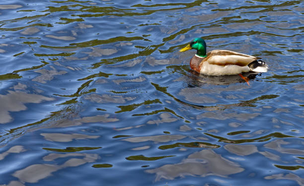 istock Duck in the water 1291194492