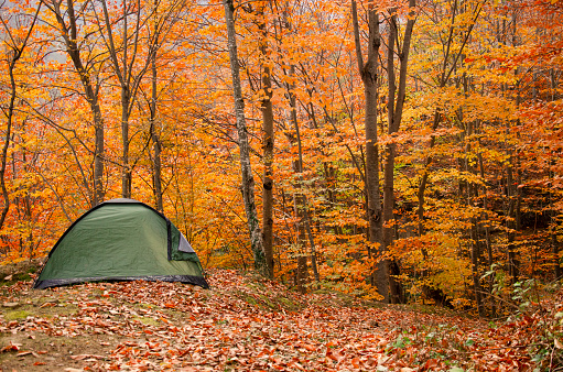 autumn camping tent falling leaves