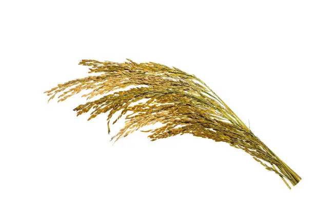 organic paddy rice,ear of paddy, ears of Thai jasmine rice isolated on white background. top view.