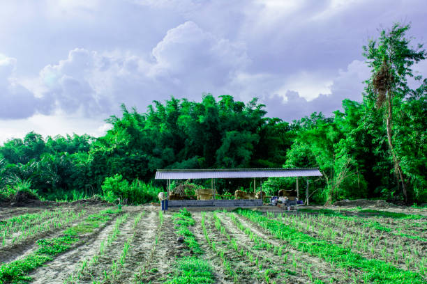 Cow stable with green agriculture fields, cow house on farmland in Thailand
