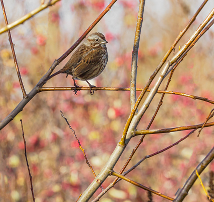 A song sparrow perched on a twig in the Willamette Valley of Oregon. Has a soft, defocused background of twigs and colorful leaves. Edited.