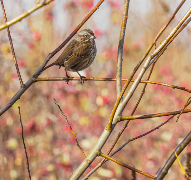 Song Sparrow Oregon Wild Bird Perched Tree in Winter A song sparrow perched on a twig in the Willamette Valley of Oregon. Has a soft, defocused background of twigs and colorful leaves. Edited. song sparrow stock pictures, royalty-free photos & images