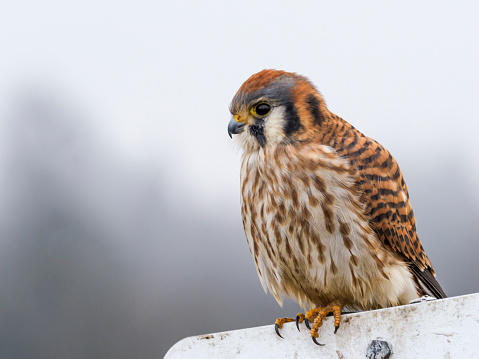 American Kestrel is a small falcon. It is also known as a sparrow hawk. It is perched on the top of a white sign. Is usually considered the smallest raptor in America. Common in North America.