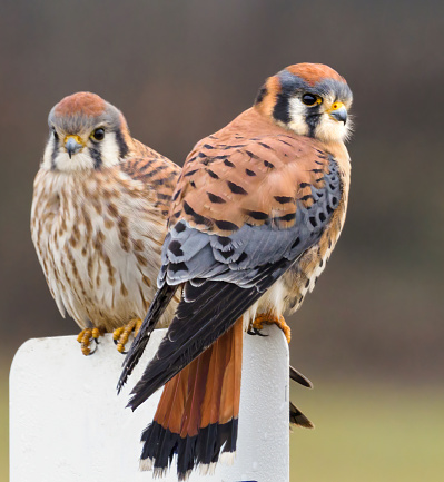 American Kestrel is a small falcon. It is also known as a sparrow hawk. A pair is perched on the top of a white sign. The male is sharp focus, the female is soft. Is usually considered the smallest raptor in America. Common in North America. Edited.