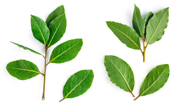 istock Bay leaves isolated on white background, top view. 