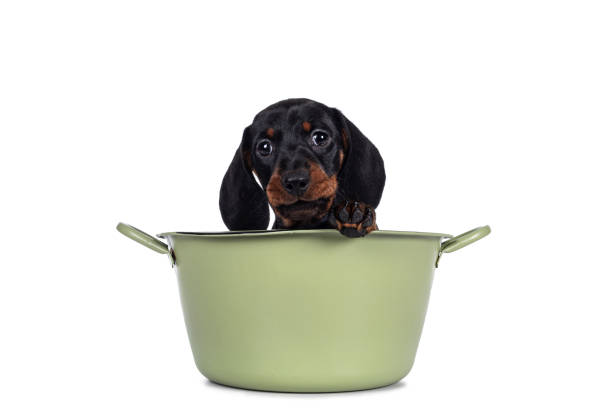 istock Dachshund teckel dog pup on white 1291197994