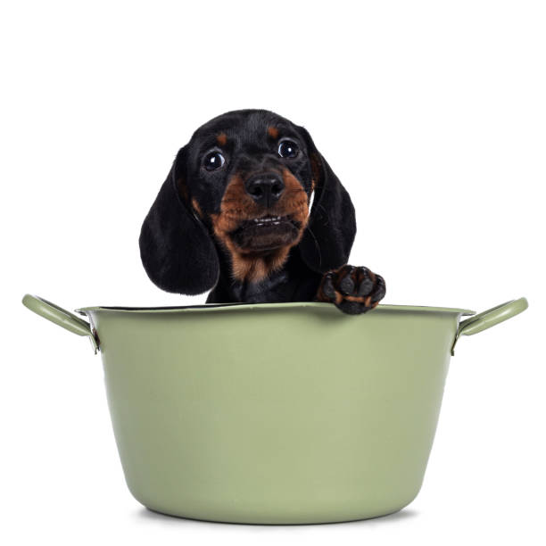 Dachshund teckel dog pup on white