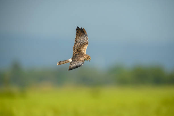 istock Pied Harrier flying on yellow rice fields, female 1291198887