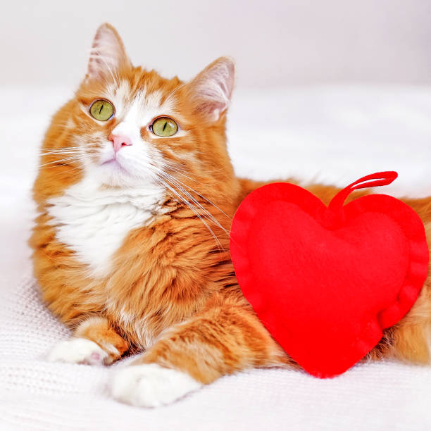 istock Ginger cat laying with toy red plush heart on white background, square image 1291200029