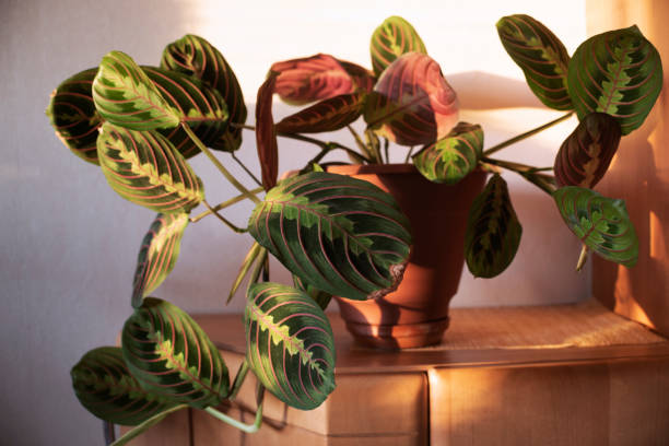 istock Home plant maranta in the pot 1291200236