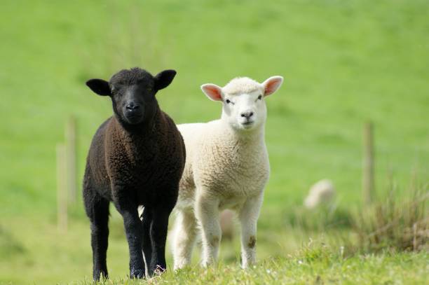 A Couple Of Lambs A Black And White Lamb in a field lamb animal stock pictures, royalty-free photos & images