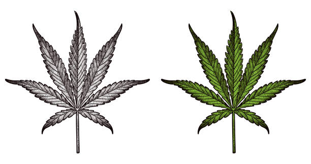 Drawing of marijuana leaf Vector illustration of cannabis leaf in two versions. With and without green fill. weed leaf stock illustrations