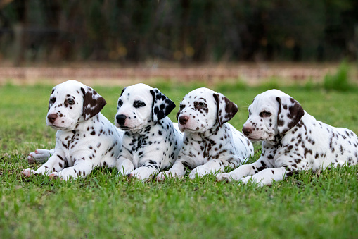 Four cute Dalmatian puppies laying in a row on green grass.