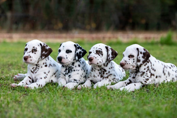 Four Dalmatian Puppy Four cute Dalmatian puppies laying in a row on green grass. dalmatian dog photos stock pictures, royalty-free photos & images
