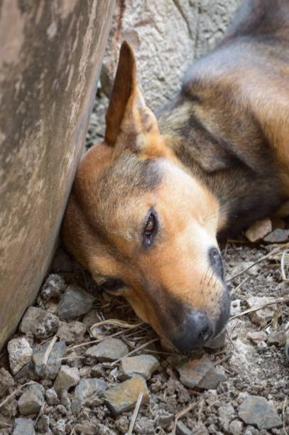 istock cute dog sleep on the ground 1291201843