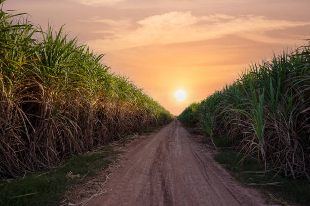 istock green sugar plant at sunset 1291204487