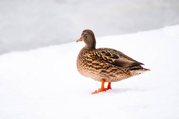 istock Wild brown duck in winter. Hunting for mallards. 1291205871