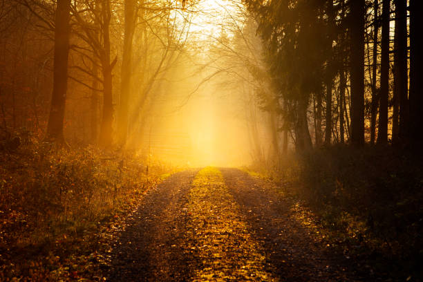 Sunset and fog in the forest - back lit