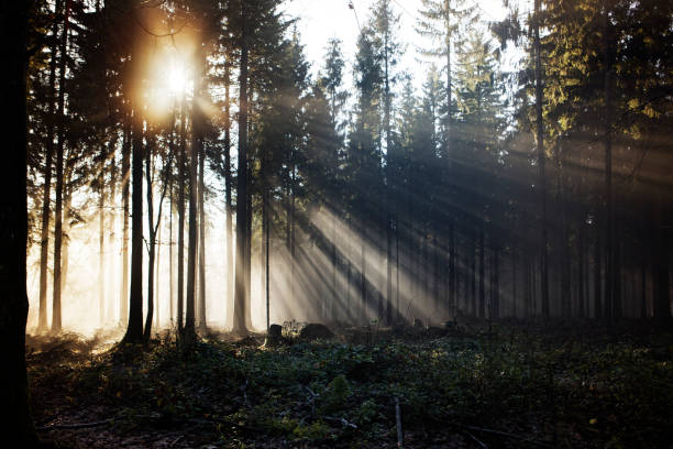 foggy morning in nature early autumn
