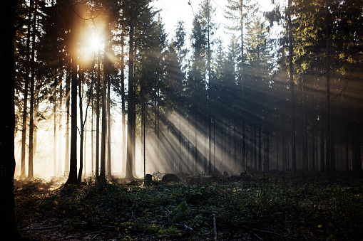 Sunset and fog in the forest - back lit