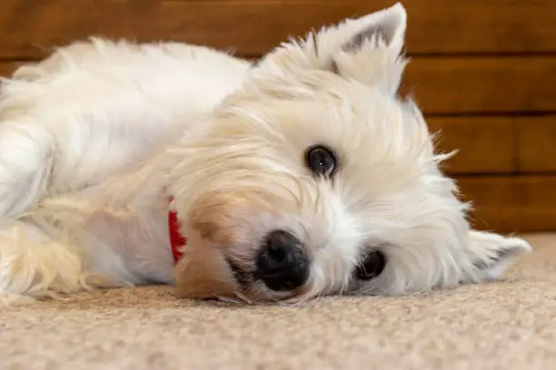 West highland white Terrier lying on the carpet. Close up