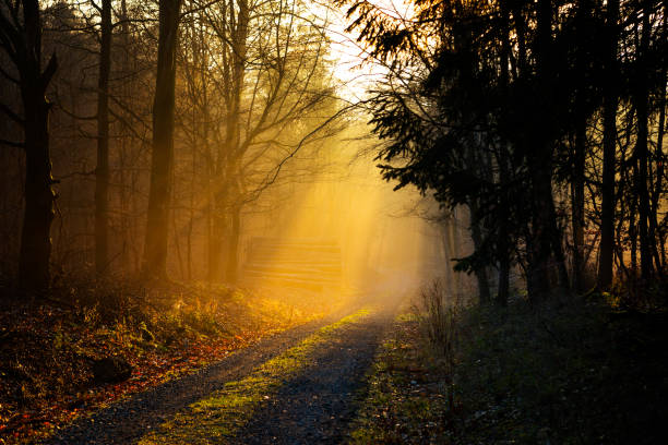 istock Sunset and fog in the forest - back lit 1291206553