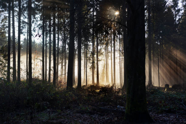 istock Sunset and fog in the forest - back lit 1291206581