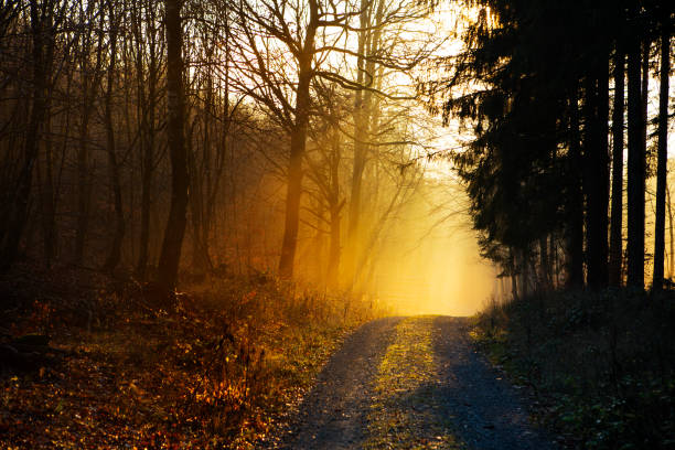 istock Sunset and fog in the forest - back lit 1291206605