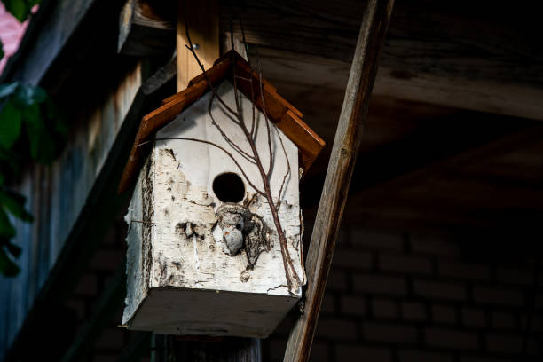 istock birdhouse made of birch bark. decorative bird house 1291209934