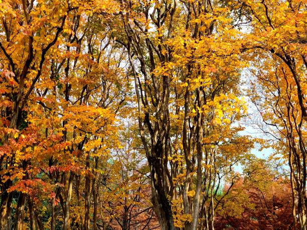 istock Remarkable Autum Color in Trees 1291212604