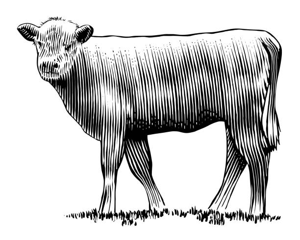 Calf vector art illustration