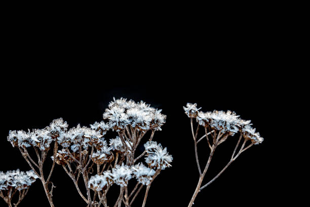 istock Frozen thistle buds covered with hoarfrost on a black background. 1291216271
