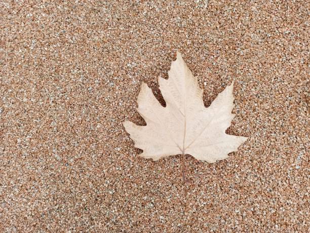 Sycamore maple tree leaf on floorduring autumn in Istanbul turkey