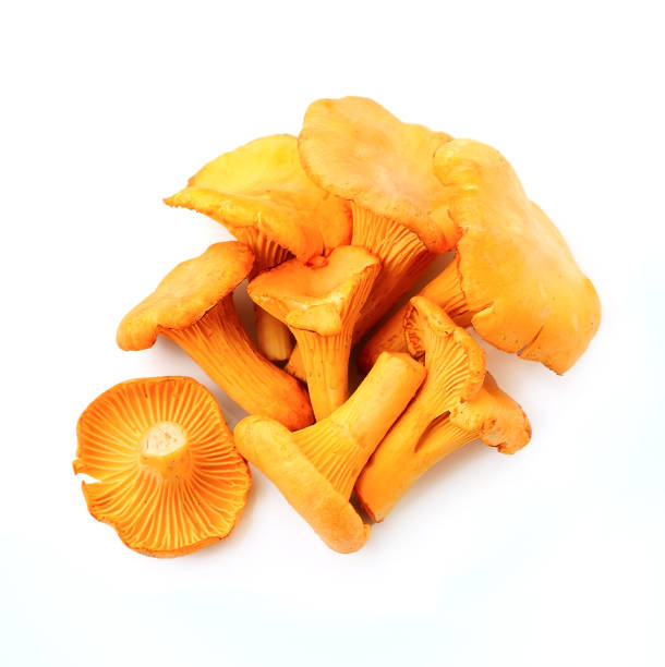 istock Heap of chanterelle mushrooms 1291217262