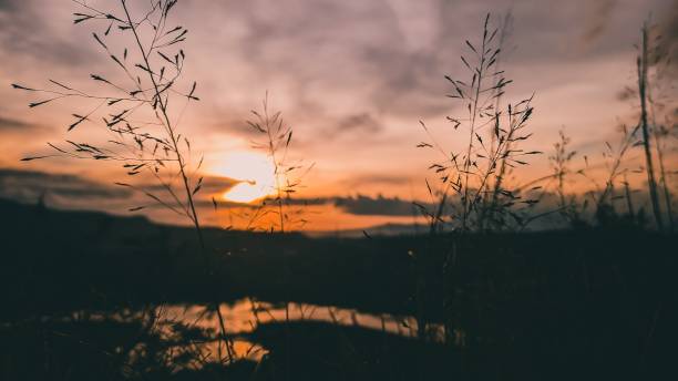 istock Beautiful Sunset Accompanied by Swaying Weeds 1291219775