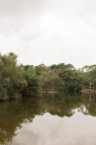 istock Green Pine Trees Lakeside in a Nature Path in Delray Beach, Florida 1291219875