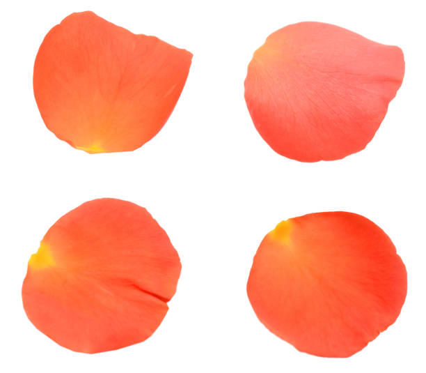 istock Set of petal roses on white 1291222309