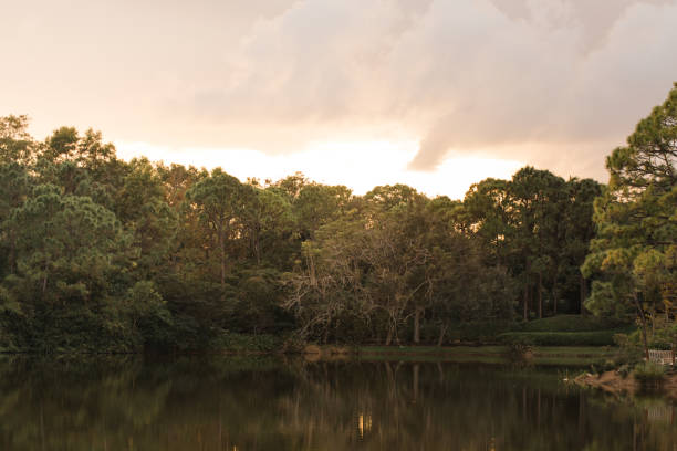 istock Green Trees Lakeside in Nature 1291223312
