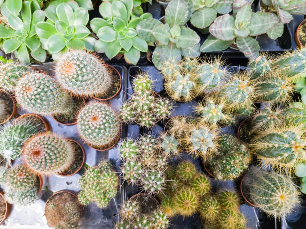 istock Various succulents in flower pots - cactus plants 1291224150