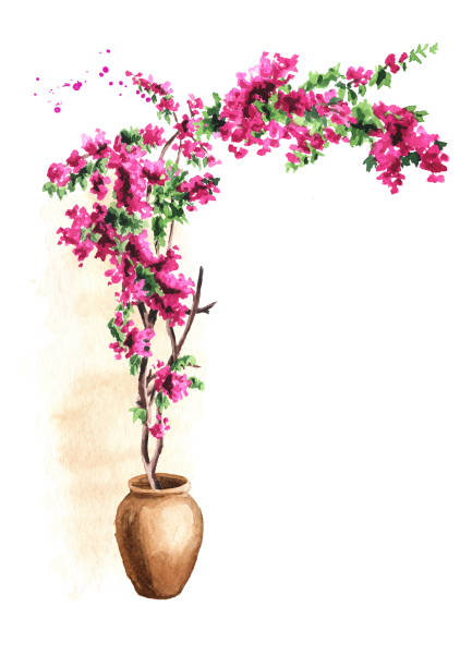 bougainvillea blumenbogen, dekorativeelement, von hand gezeichnet aquarell illustration isoliert auf weißem hintergrund - ancient arabic style arch architecture stock-grafiken, -clipart, -cartoons und -symbole