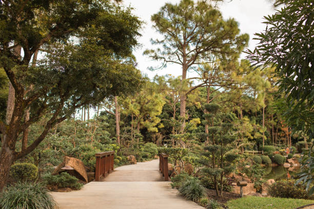 Green Pine Trees Lakeside in a Nature Path in Delray Beach, Florida