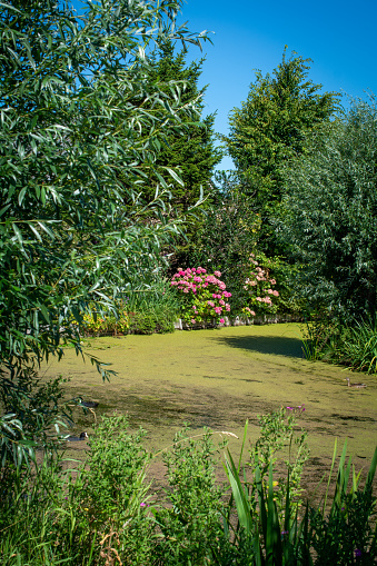 A pond covered by leaves of a lily and surrounded by blossoming bushes and weeping willows