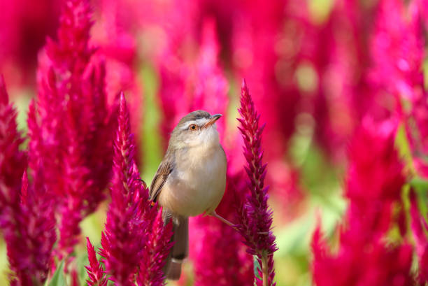 A small, brown bird perched on the red flower Celosia, Plumed celosia, with sunlight in the morning, eye of bird looking the camera