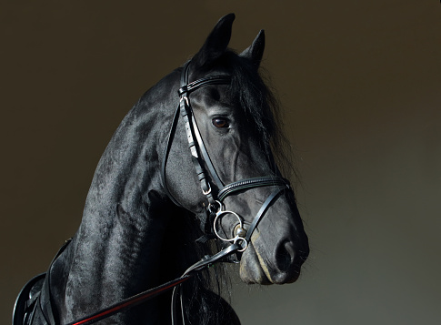 Friesian black horse portrait in a dark stable doorway