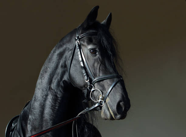 Friesian black horse portrait in a dark stable Friesian black horse portrait in a dark stable doorway bridle stock pictures, royalty-free photos & images