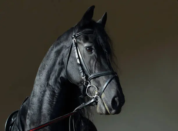 Photo of Friesian black horse portrait in a dark stable