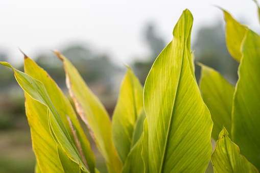 Curcuma longa or turmeric green leaves close up view inside the agriculture farm in Bangladesh