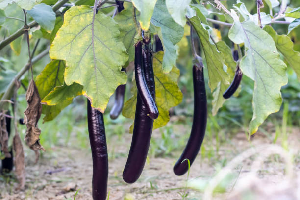 istock Hanging fresh organic black long eggplant inside the agriculture farm 1291235729